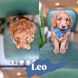 Leo - Red male Bernedoodle puppy in Wagener, South Carolina from Noble Friend Breeders LLC