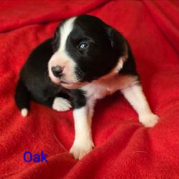 Oak - Black and white male Border Collie puppy in Gaffney, South Carolina from On the Lamb