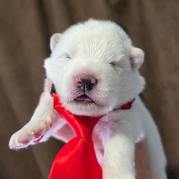 Red boy - White and biscuit male Samoyed puppy in Elwell, Michigan from Limelight Samoyeds