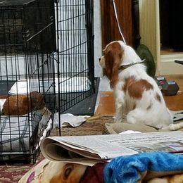 Cavalier King Charles Spaniel Puppies from Cavaliers of the County Macon