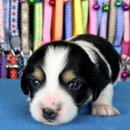 Milkshake 2800 - Piebald male Dachshund puppy in Hendersonville, North Carolina from Snarky Doxy Miniature Dachshunds