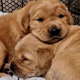 Yellow girl - Dark golden female Golden Retriever puppy in Westminster, Massachusetts from Gemstone Golden Retrievers
