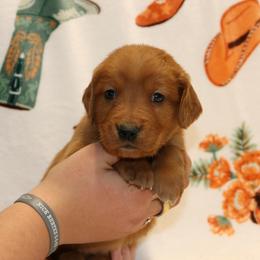 Denim - Dark golden female Golden Retriever puppy in New Weston, Ohio from Bertke AKC Golden Retrievers and Bernese Mountain Dogs