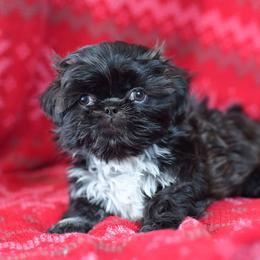 Shih Tzu and Shorkie Puppies from Nana's Happy Pups