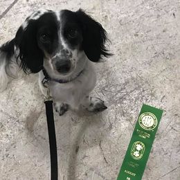 Dachshunds from Michelle Walgren's Dachshunds