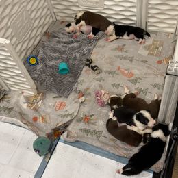 Border Collie Puppies from Apex Border Collies