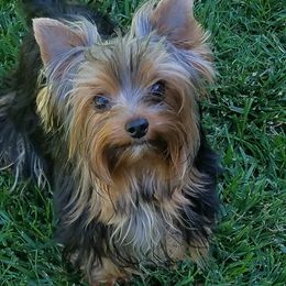 Yorkshire Terriers from Michele Hackett