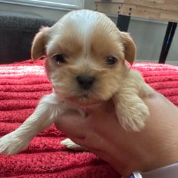 Girl 1 - Gold and white female Shorkie puppy in San Tan Valley, Arizona from Great Mates