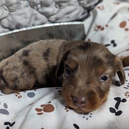 Dachshunds from Knox Ridge Dachshunds