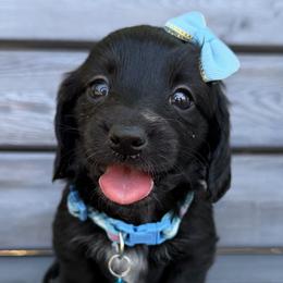 Dachshunds from Liberty Pups by MF Homestead