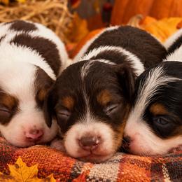 Dachshunds from Shar’s Precious Mini’s