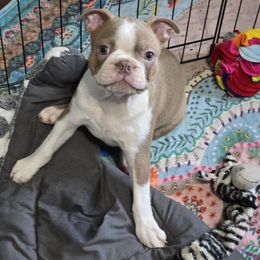 Ross - Lilac male Boston Terrier puppy in Orange, Texas from Emerald Moon Bostons