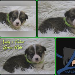 Green Male - White and red male Pembroke Welsh Corgi puppy in Wayne City, Illinois from Lash Livestock & Corgis
