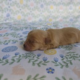 Cavapoo Puppies from Deshea LeBlanc