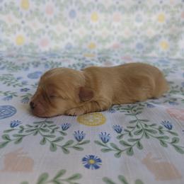 Cavapoo Puppies from Deshea LeBlanc