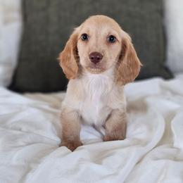 Boy 3 - Piebald male Dachshund puppy in Rancho Cucamonga, California from Pretty Little Dachshunds