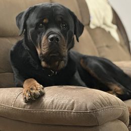 Rottweilers from PNW Rotties & Frenchies