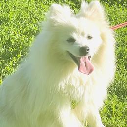 Bentley - White male Pomeranian puppy in St. Louis, Missouri from Saint Louis Pomeranian babies