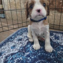 Blue boy - Blenheim male Cavalier King Charles Spaniel puppy in Wimberley, Texas from Amazing AKC Puppies