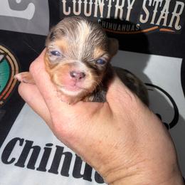 Carter - Merle male Chihuahua puppy in Palmyra, Indiana from Country Star Chihuahuas