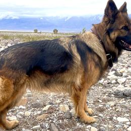German Shepherds from Faith Shepherds