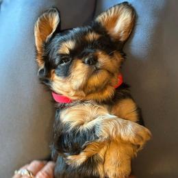 Ollie - Black and tan male Cavalier King Charles Spaniel puppy in Oroville, California from Happy Tails Kennel