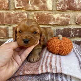 Theo - Red male Cavapoo puppy in Redding, California from Lipscomb Doodles