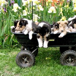 Collies from Deer Hill Collies