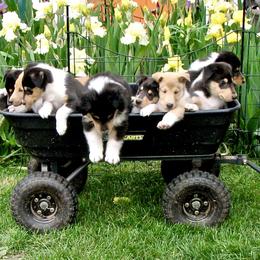 Collies from Deer Hill Collies