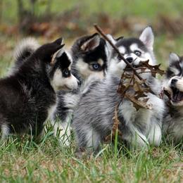 Pomsky, Rottweiler, Shetland Sheepdog, and Toy Shetland Sheepdog Puppies from Mountain High Kennels