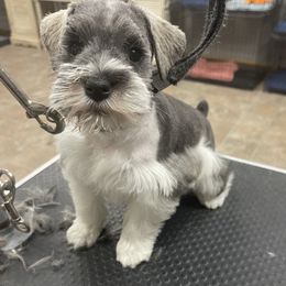 Miniature Schnauzers from Yuppy Puppy