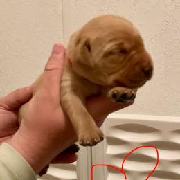 Red - Yellow male Labrador Retriever puppy in Newaygo, Michigan from Royal Oak Gundogs