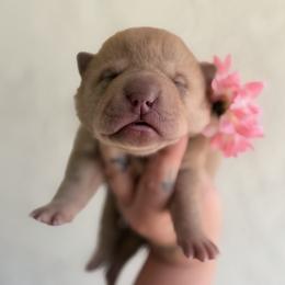 Darcy - Red sable female Chinese Shar-Pei puppy in Lehigh Acres, Florida from Florida Wrinkles