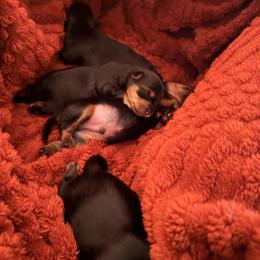 Boy - Black and tan male Yorkshire Terrier puppy in Kissimmee, Florida from The Yorkie House