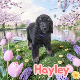 Hayley - Phantom female Poodle puppy in Port Orange, Florida from Daytona’s Standard Poodles