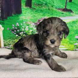 Millie - Merle female Cavapoo puppy in Marshfield, Missouri from Clearview Kennels