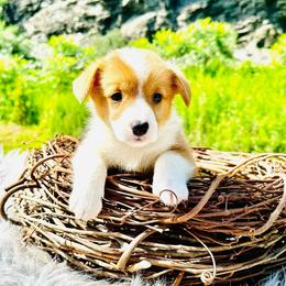 Slater - Red male Pembroke Welsh Corgi puppy in Manchester, Kentucky from Riverside Corgis