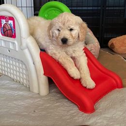 Goldendoodle Puppies from Heart of Michigan Goldendoodles