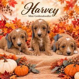 Harvey - Red  male Goldendoodle puppy in St Anthony, Idaho from Diamond H Puppies