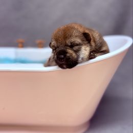 Koji - Red male Shiba Inu puppy in Cincinnati, Ohio from Timberwood Paws