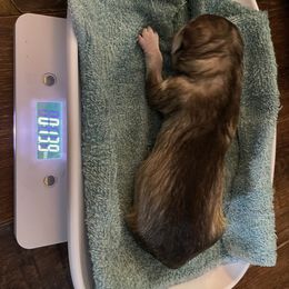 Siberian Husky Puppies from Alexandra's Siberian Huskies