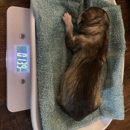 Siberian Husky Puppies from Alexandra's Siberian Huskies