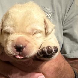 Teal collar - Yellow female Labrador Retriever puppy in Clear Lake, Wisconsin from Pineview Meadow Labradors