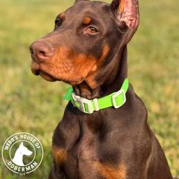 Doberman Pinscher Puppies from Webb’s House of Doberman LLC