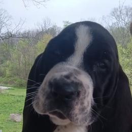 Walter - Black and white male Basset Hound puppy in Imler, Pennsylvania from Happy Hounds
