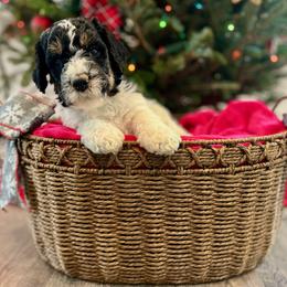 Bernedoodle Puppies from Oso Perfect Poodles and Doodles
