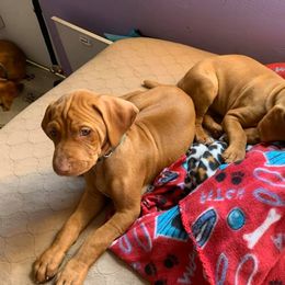 Vizsla Puppies from GT Gundogs