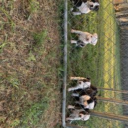 American Staffordshire Terrier and Lowchen Puppies from Lelani