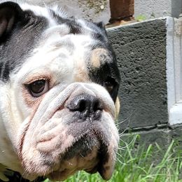 Coco - Bulldog