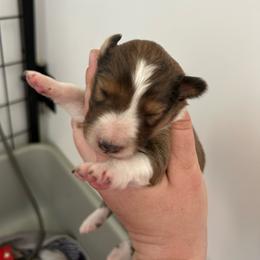 Pink - White and sable female Shetland Sheepdog puppy in Fontanelle, Iowa from Jensen Farms Shelties